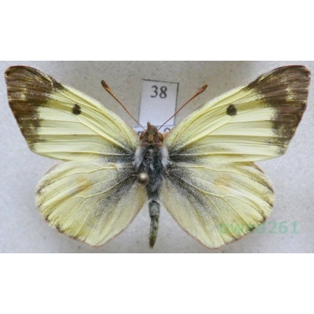 Colias hyale (Linnaeus, 1758) male Szlaczkoń siarecznik Czech38